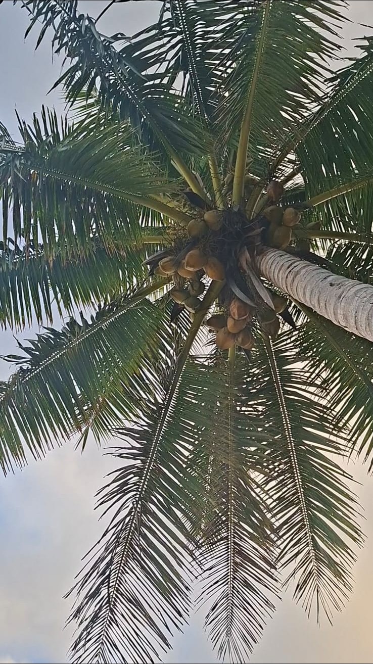 Looking up into a coconut palm beneath a pale coastal sky
