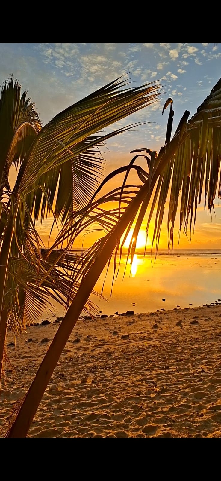 Sunrise over the ocean through palm leaves, photographed by Adriana