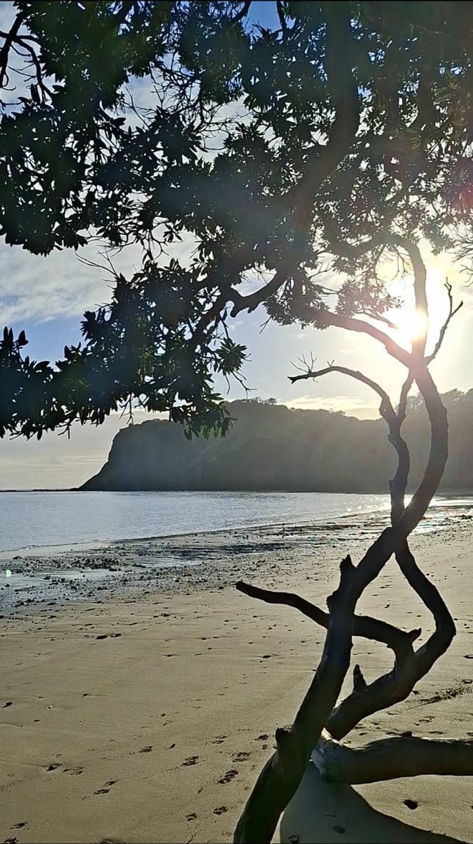 Low sun breaking through a coastal tree at the water's edge