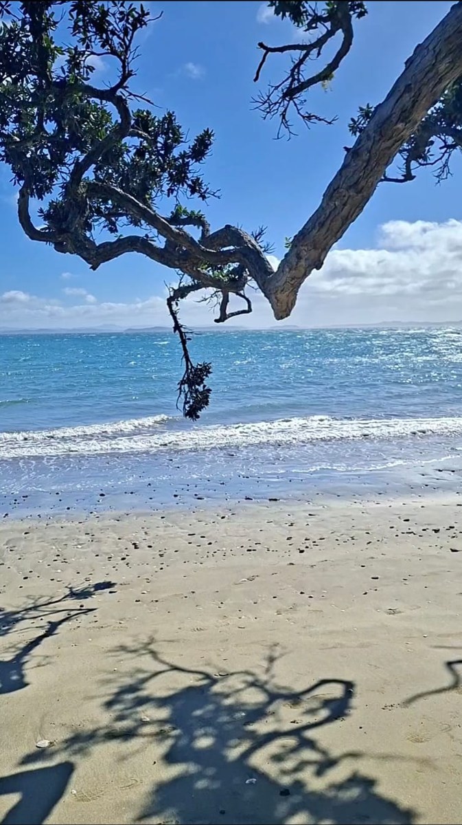 Pōhutukawa branches over turquoise water and open sand